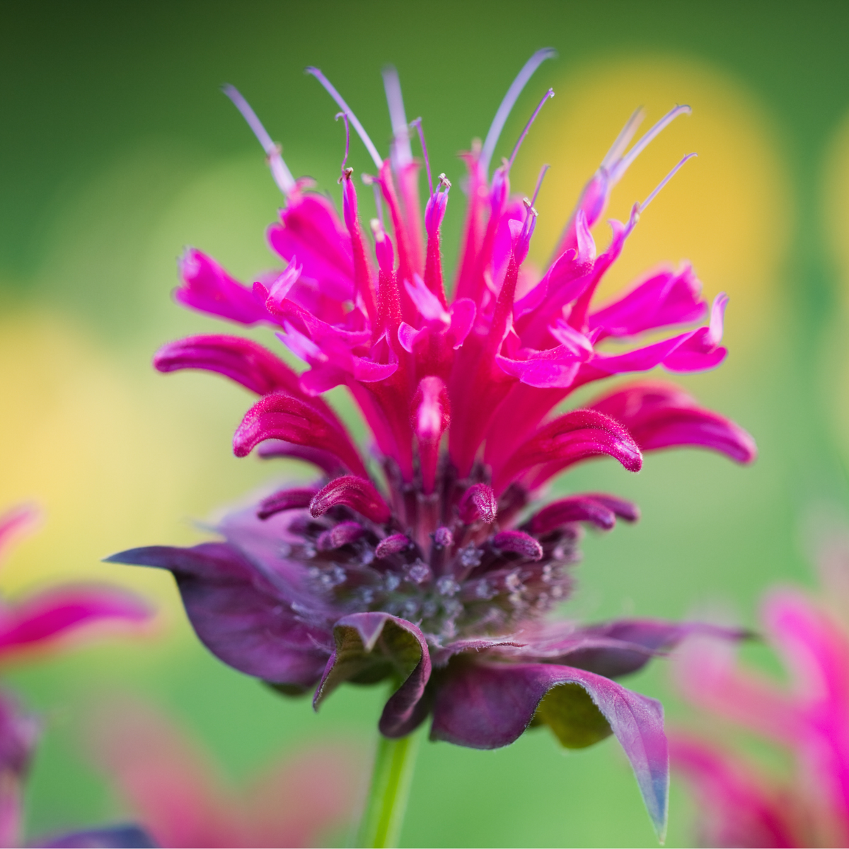 Bee Balm Flower Essence