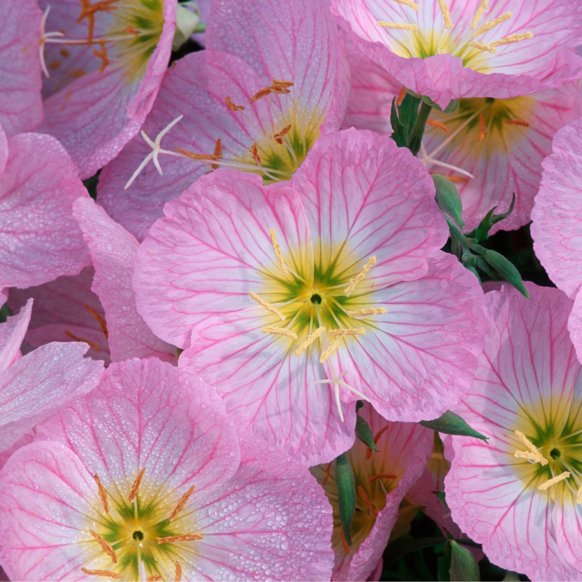 Evening Primrose Flower Essence