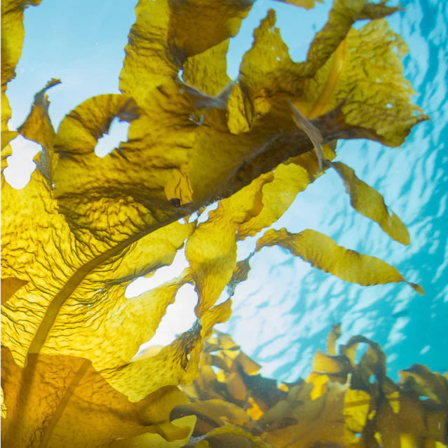 Close-up of yellow seaweed with a blue water background