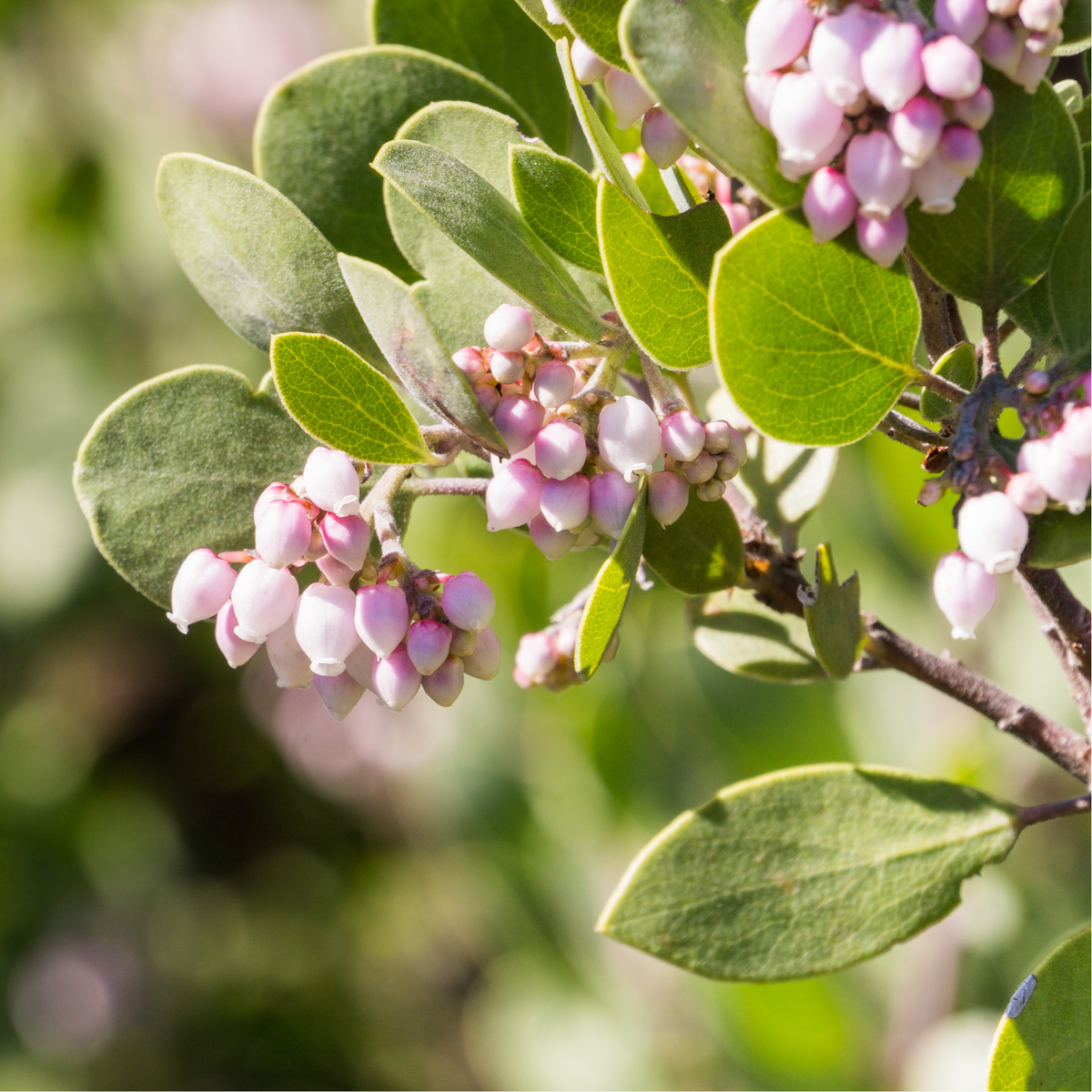 Manzanita Flower Essence