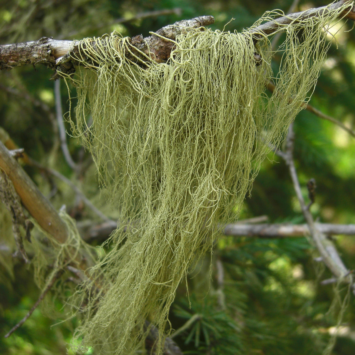 Greenish-brown lichen on a branch with a scale bar indicating size.