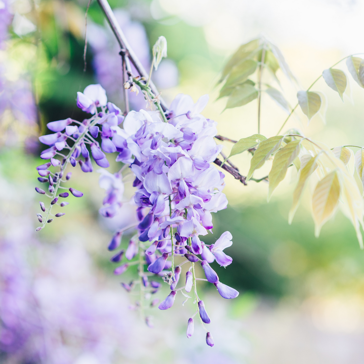 Wisteria Flower Essence