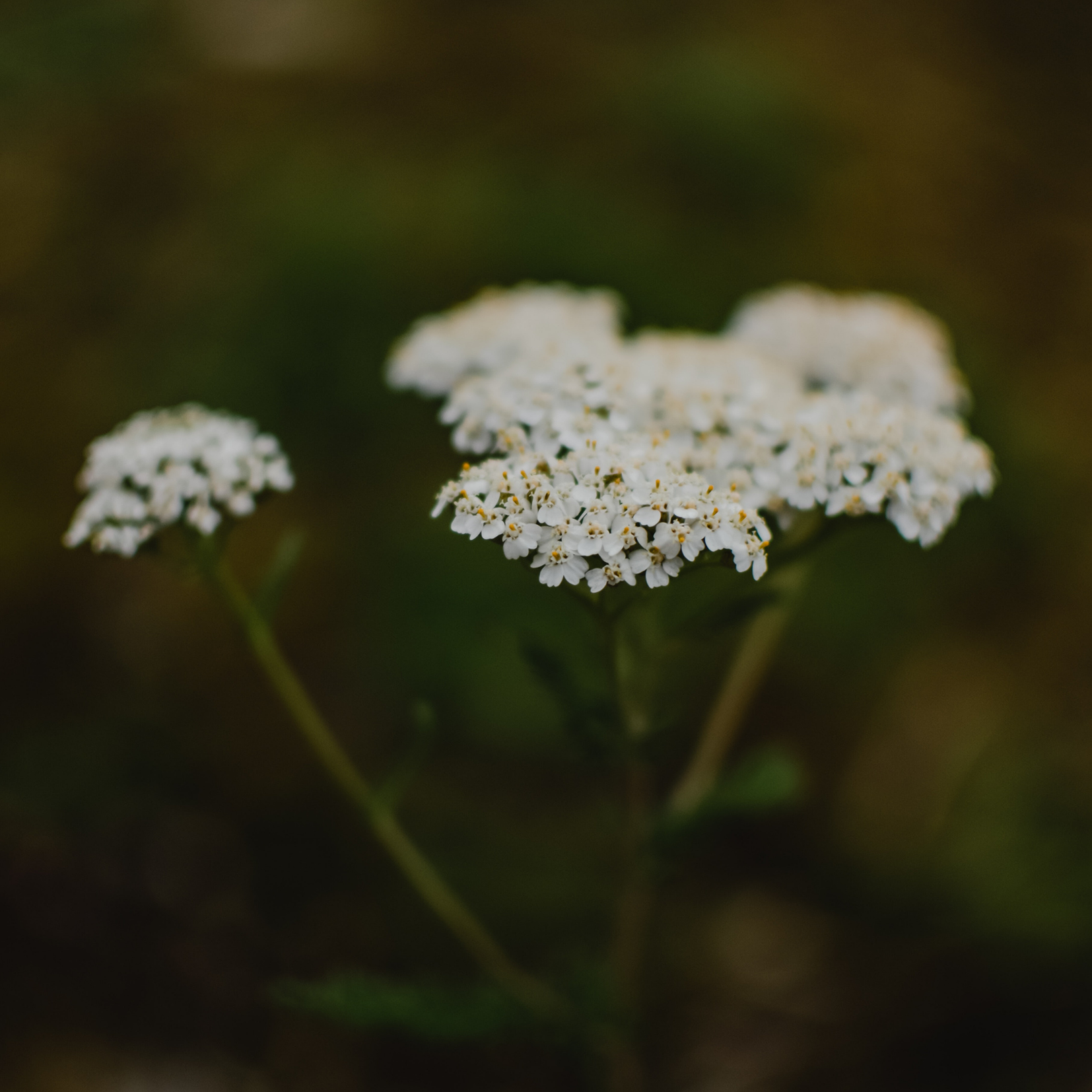 Yarrow Flower Essence