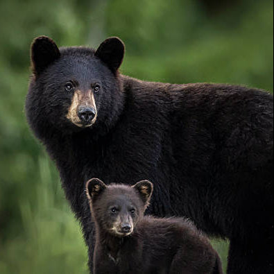Two black bears standing close to each other with a blurred green background