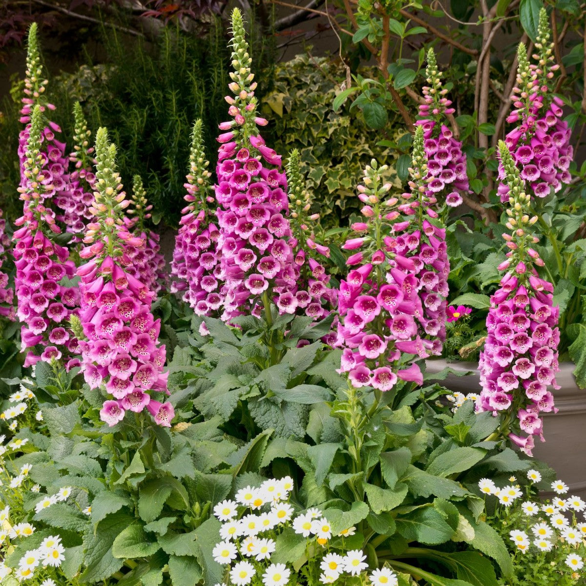 Foxglove Flower Essence