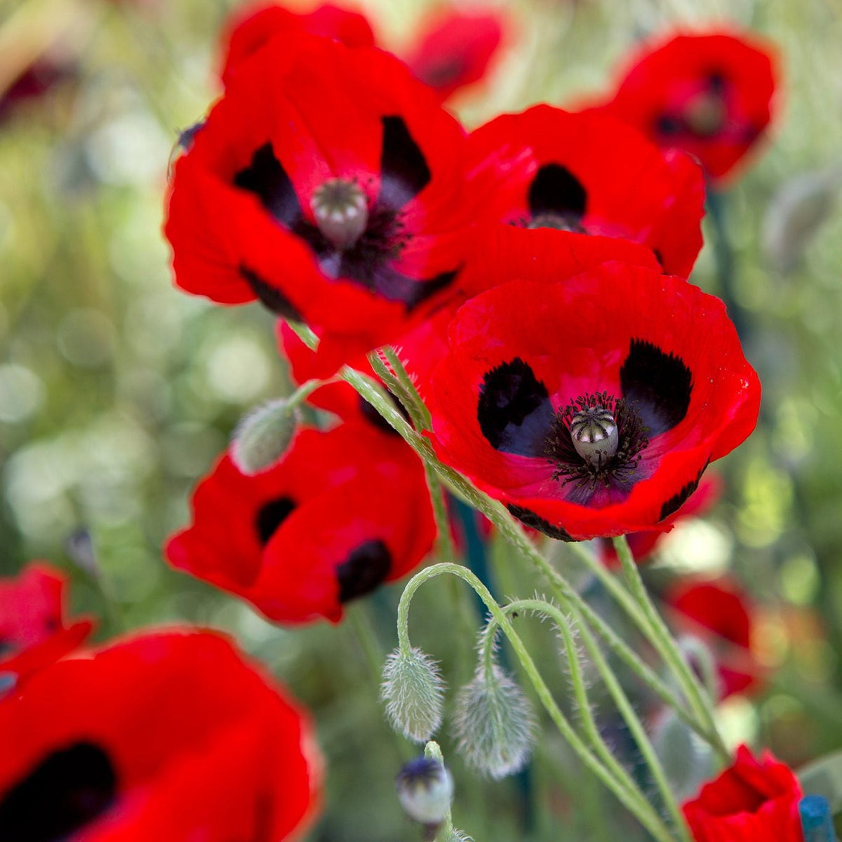 Close-up of red poppies with a blurred green background