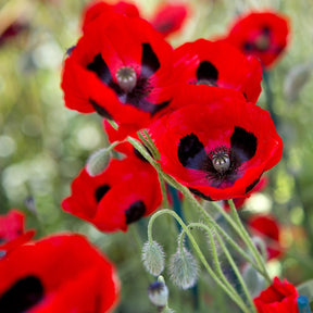 Close-up of red poppies with a blurred green background
