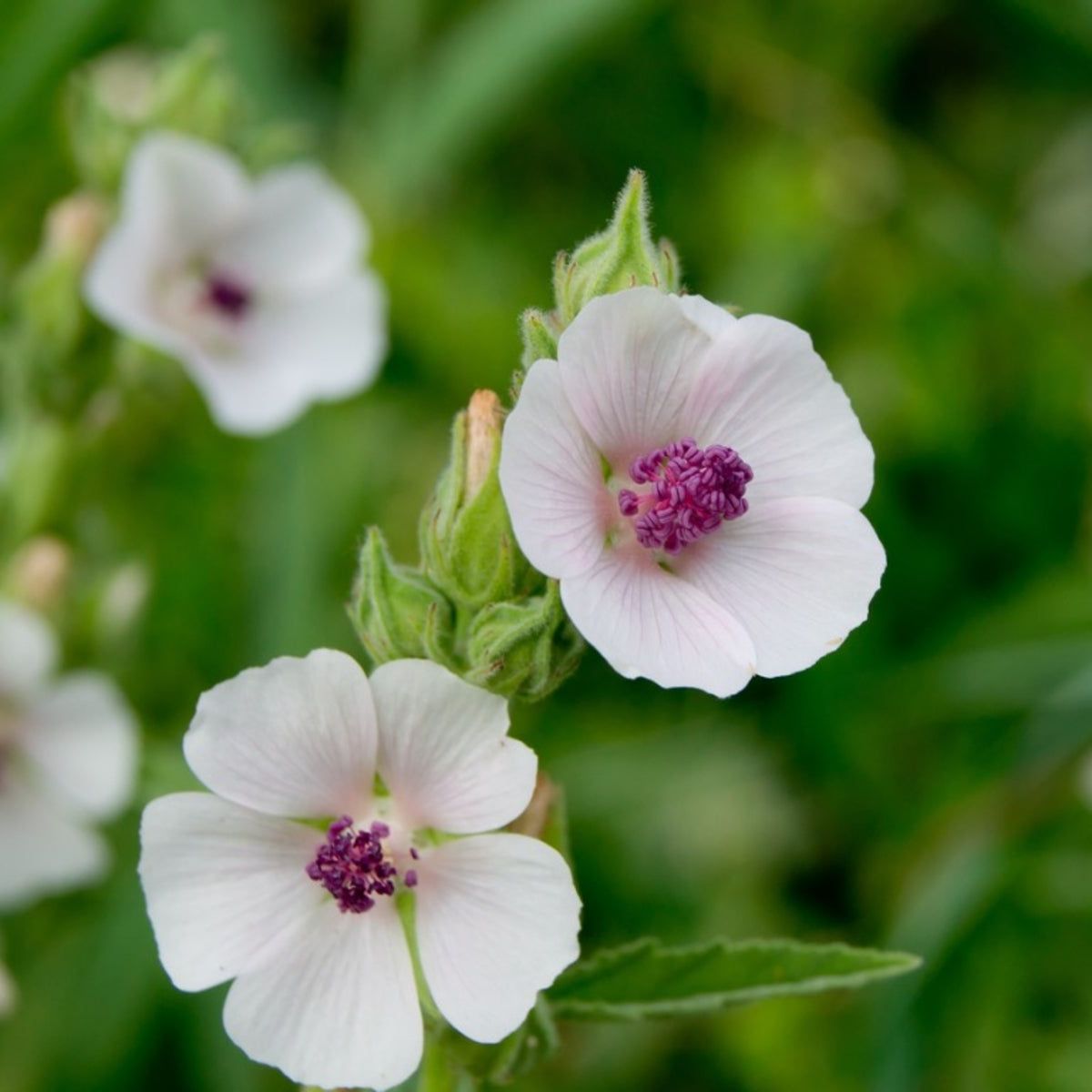 Marshmallow Flower Essence