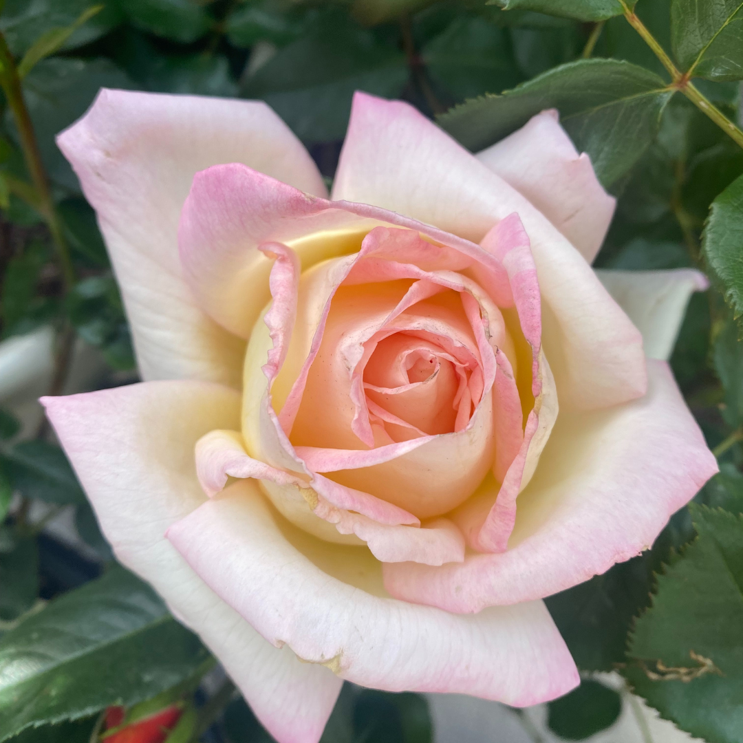 Pink Lemonade Rose - Love Languages Essence Collection