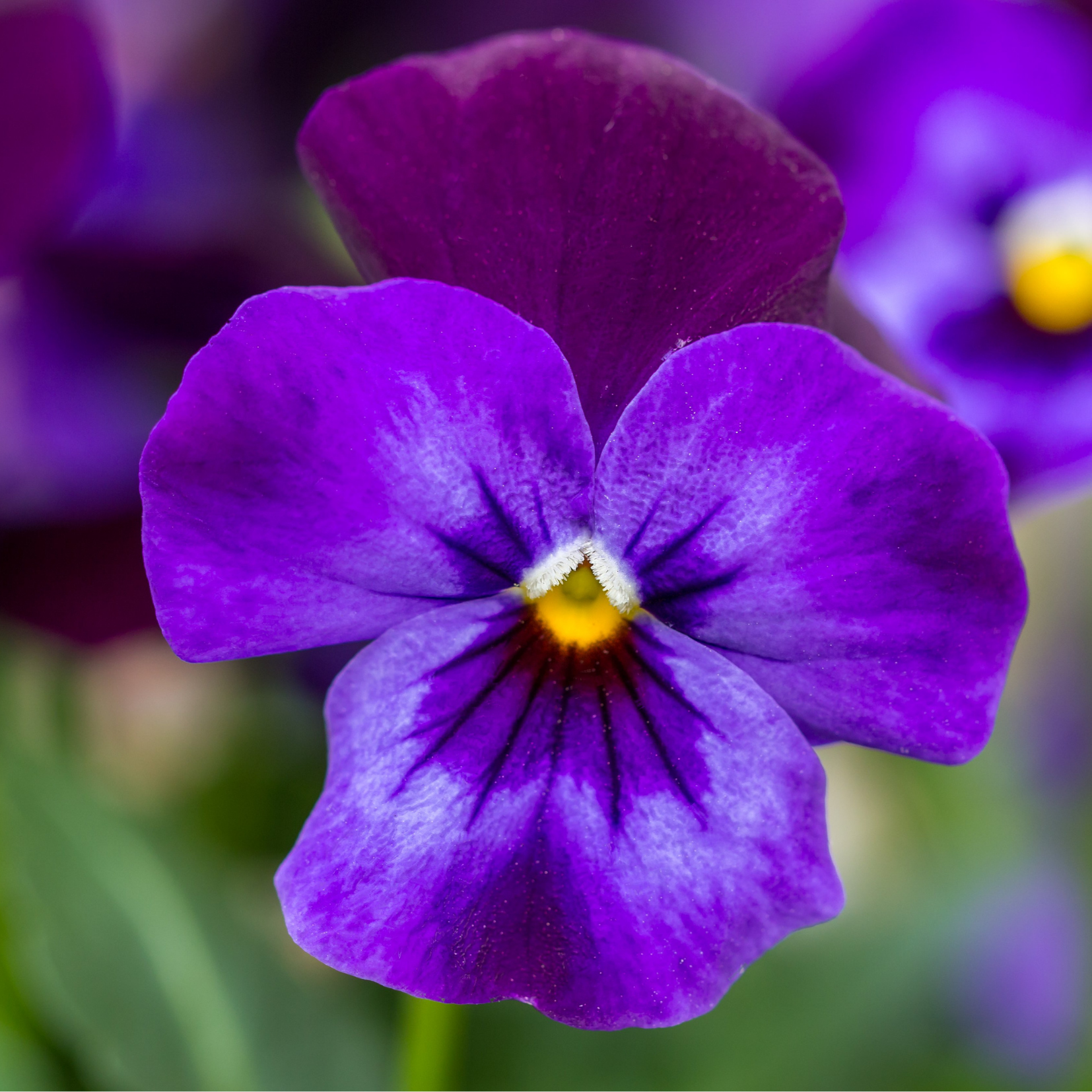 Blue Elf Viola Flower Essence