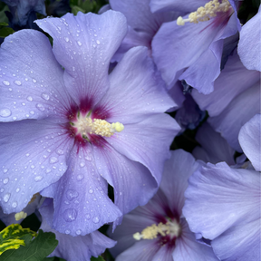 Blue Hibiscus Flower Essence