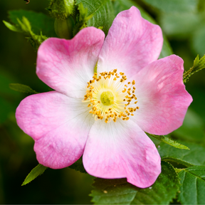California Wild Rose Flower Essence