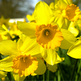 Daffodil Flower Essence