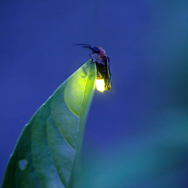 Firefly Animal Essence