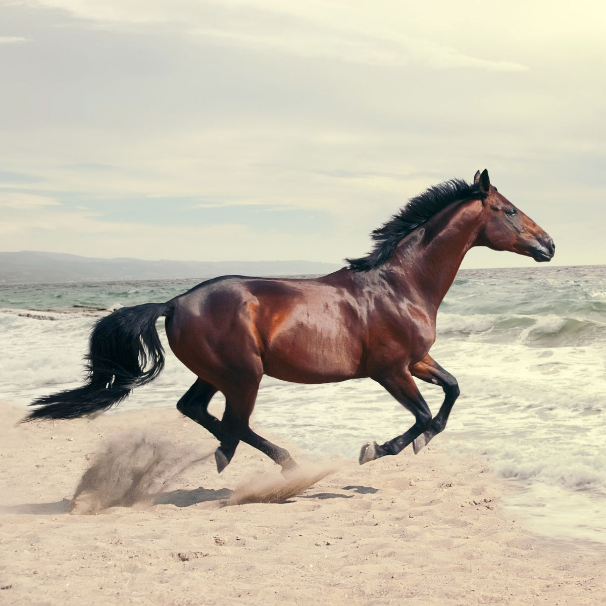 Horse Animal Essence