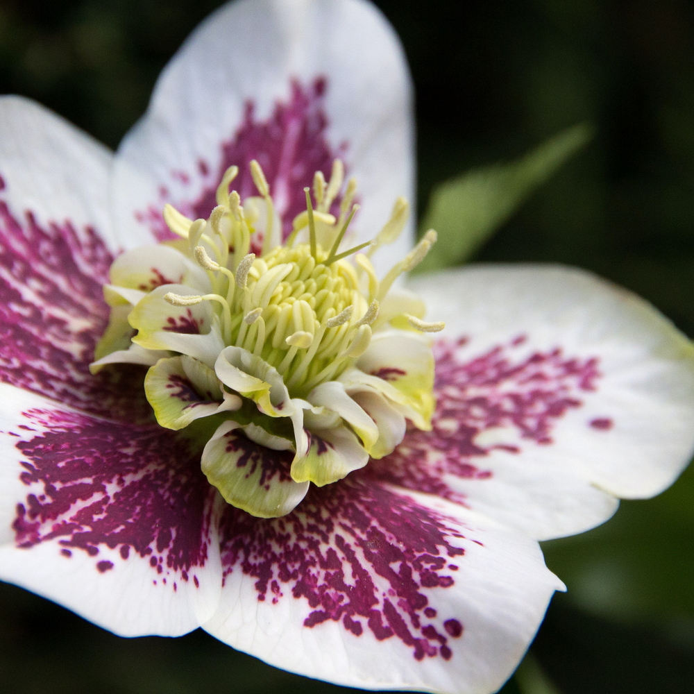 Hellebore Flower Essence