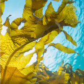 Close-up of yellow seaweed with a blue water background