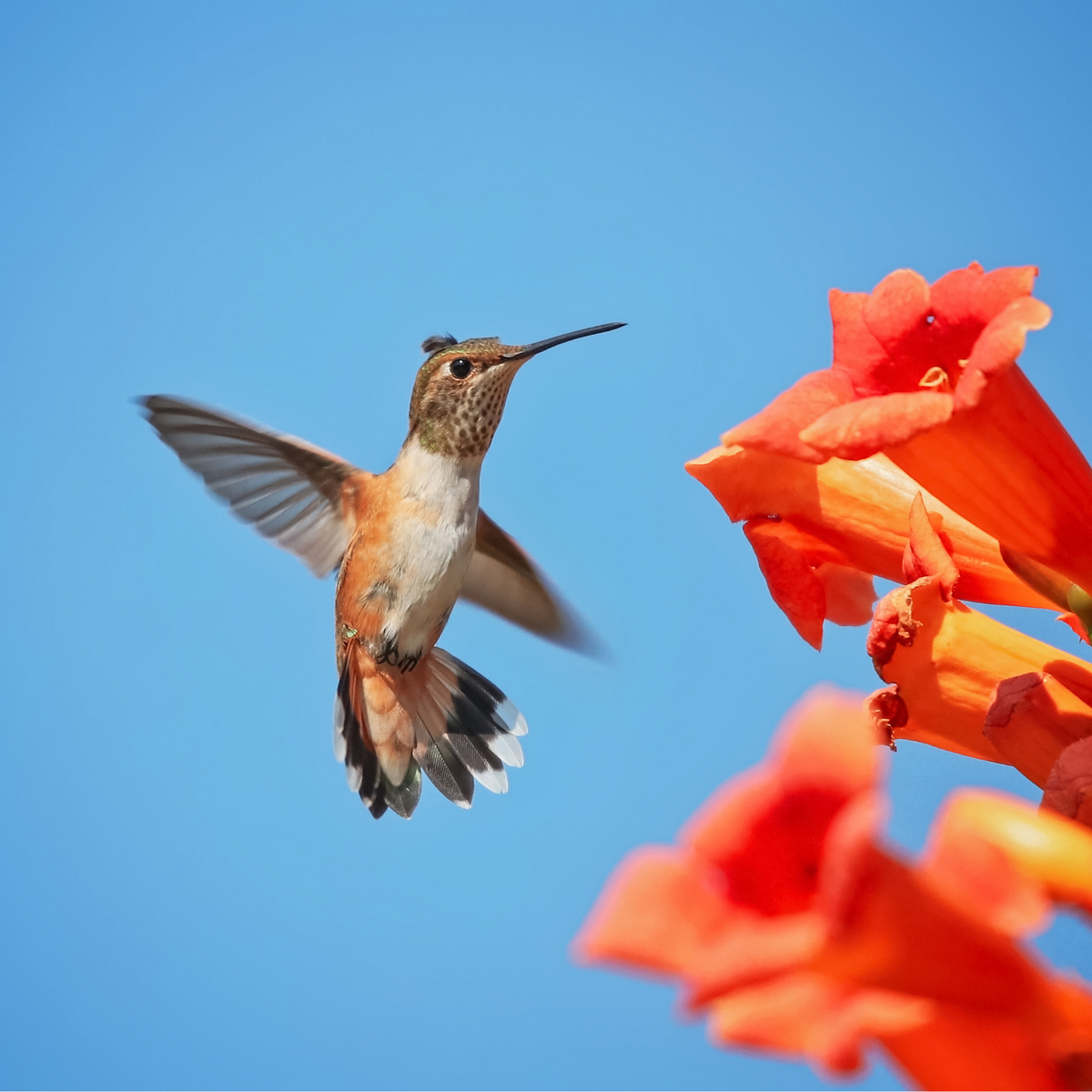 Hummingbird Trumpet Flower Essence