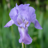 Iris Flower Essence
