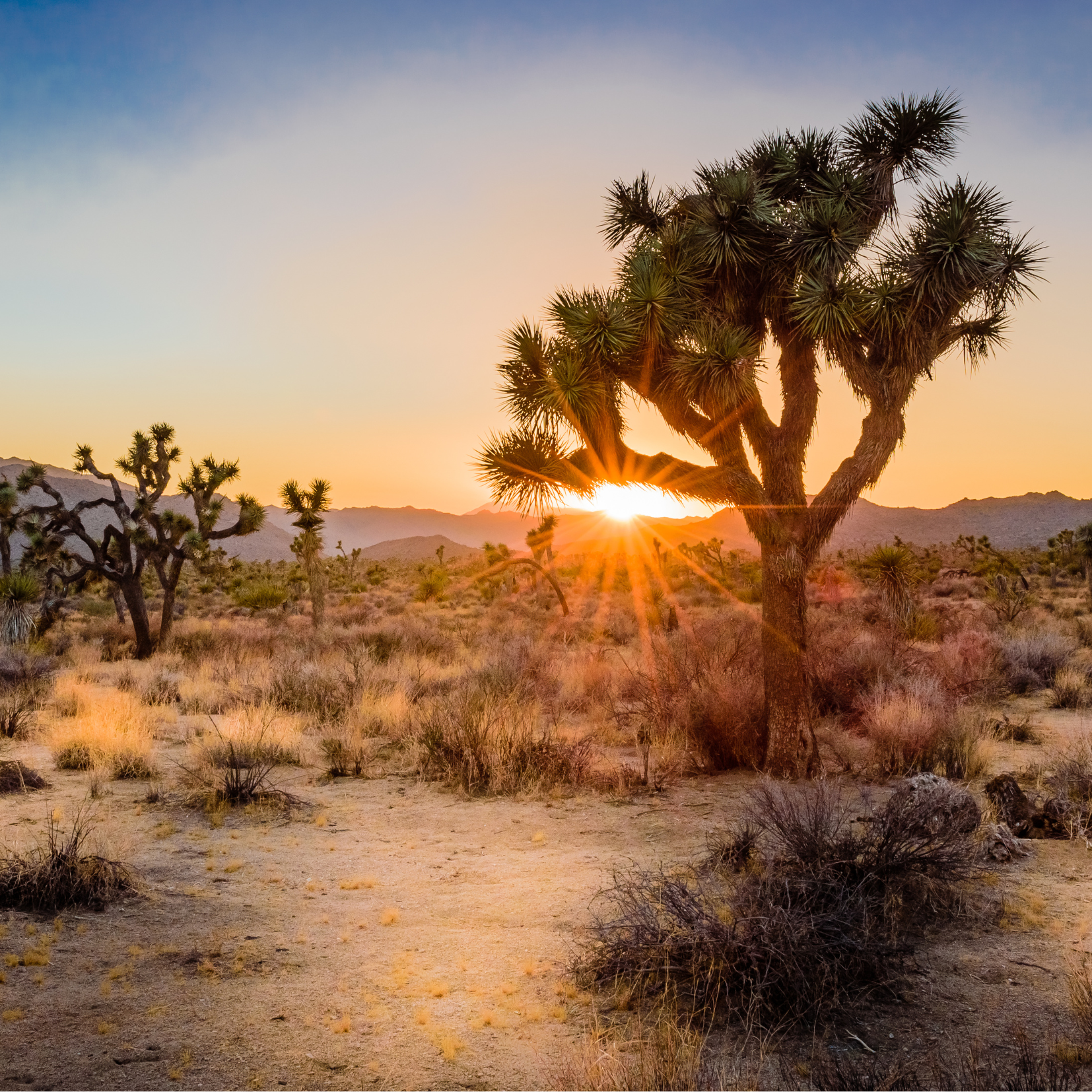 Joshua Tree Land Essence