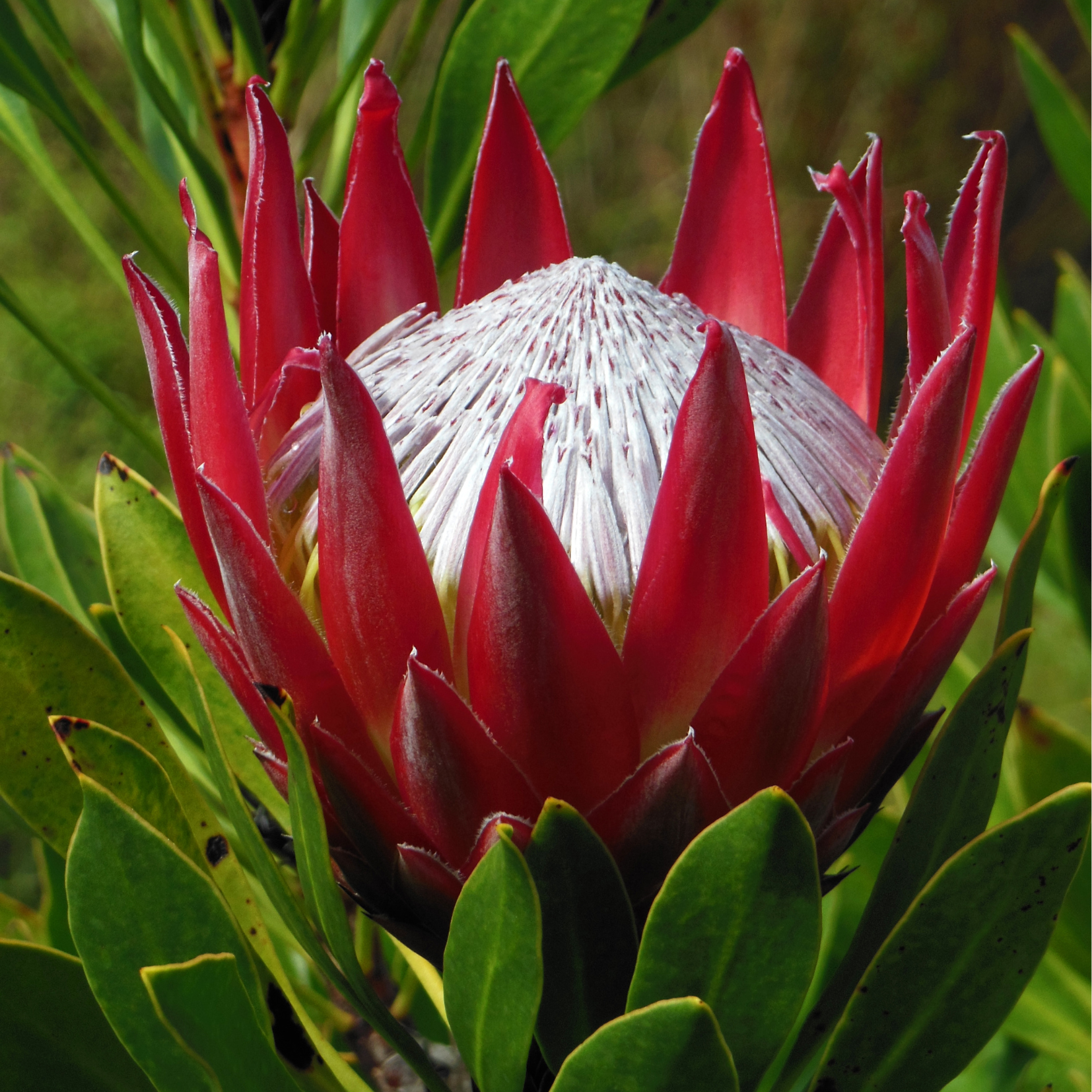 King Protea Flower Essence