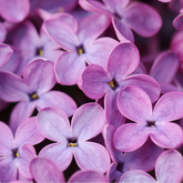 Lilac Flower Essence