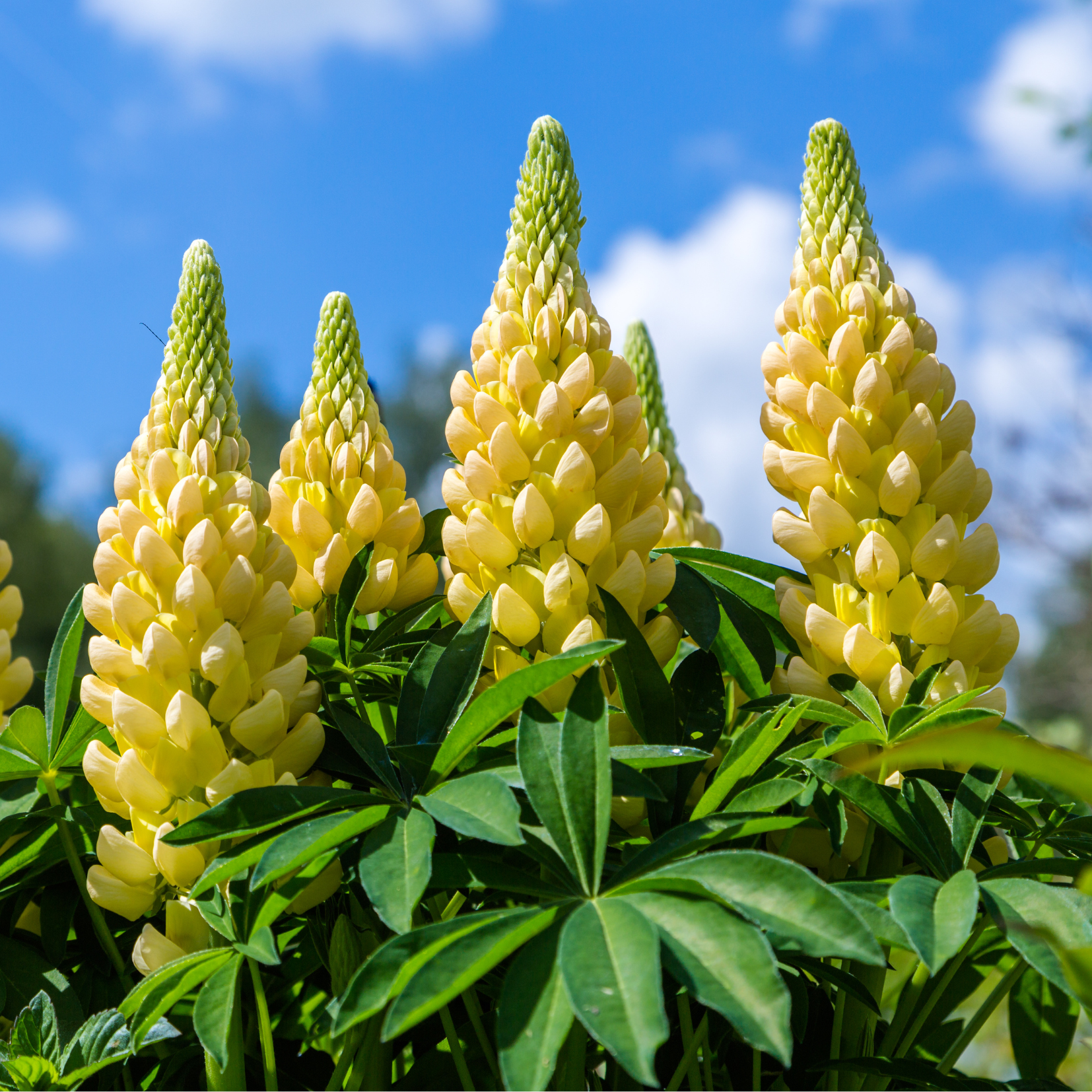 Lupine Flower Essence