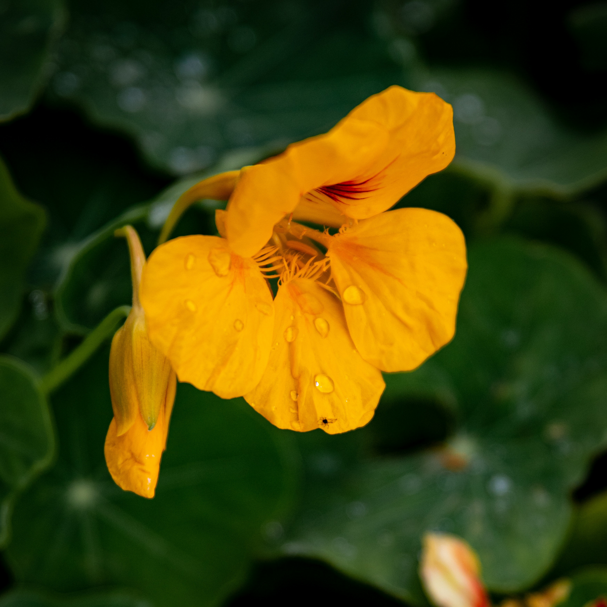 Nasturtium Flower Essence