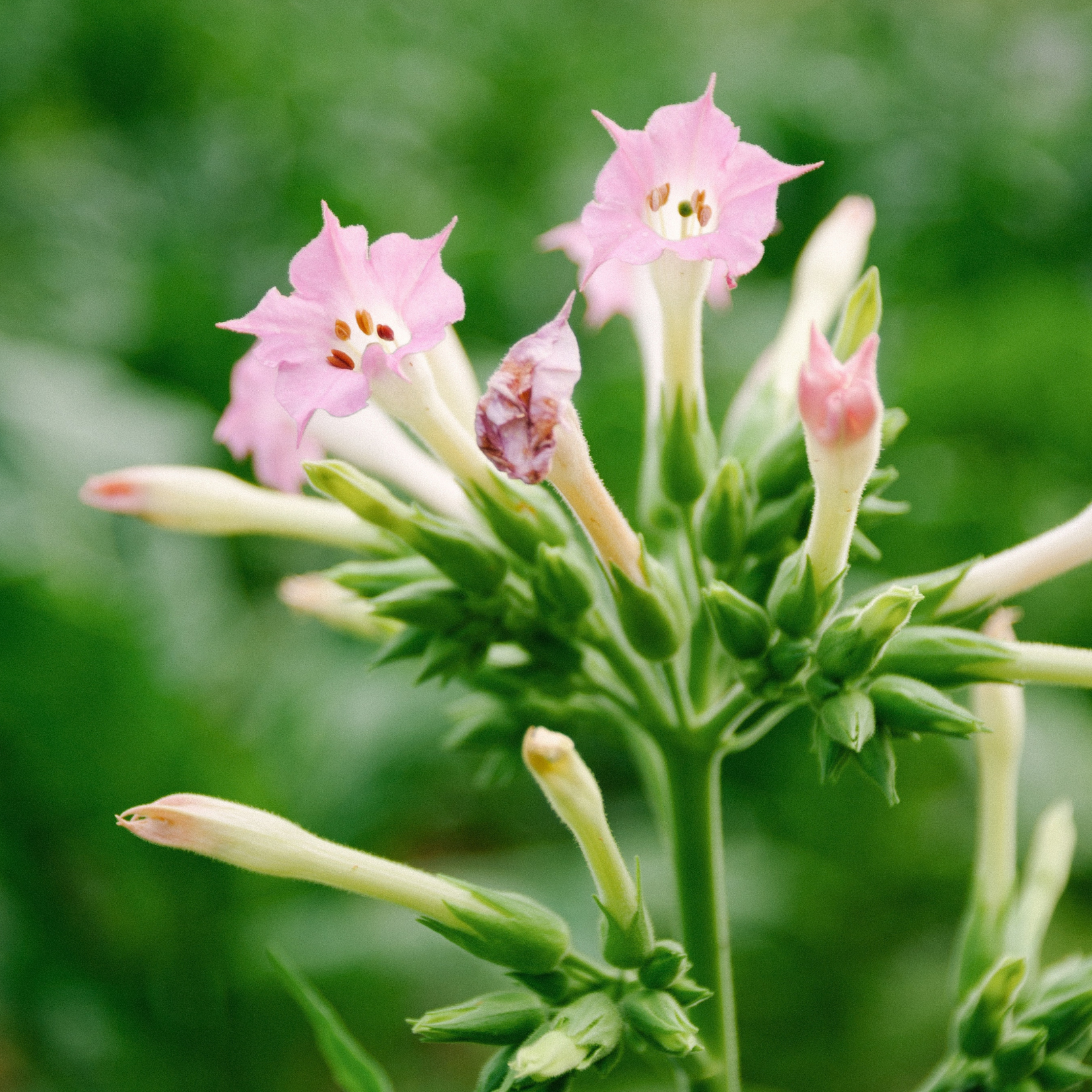 Nicotiana Flower Essence