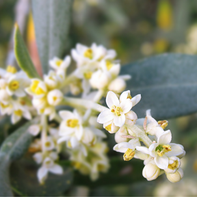 Olive Flower Essence