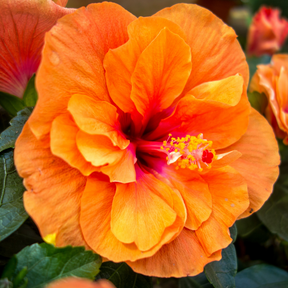 Orange Hibiscus Flower Essence