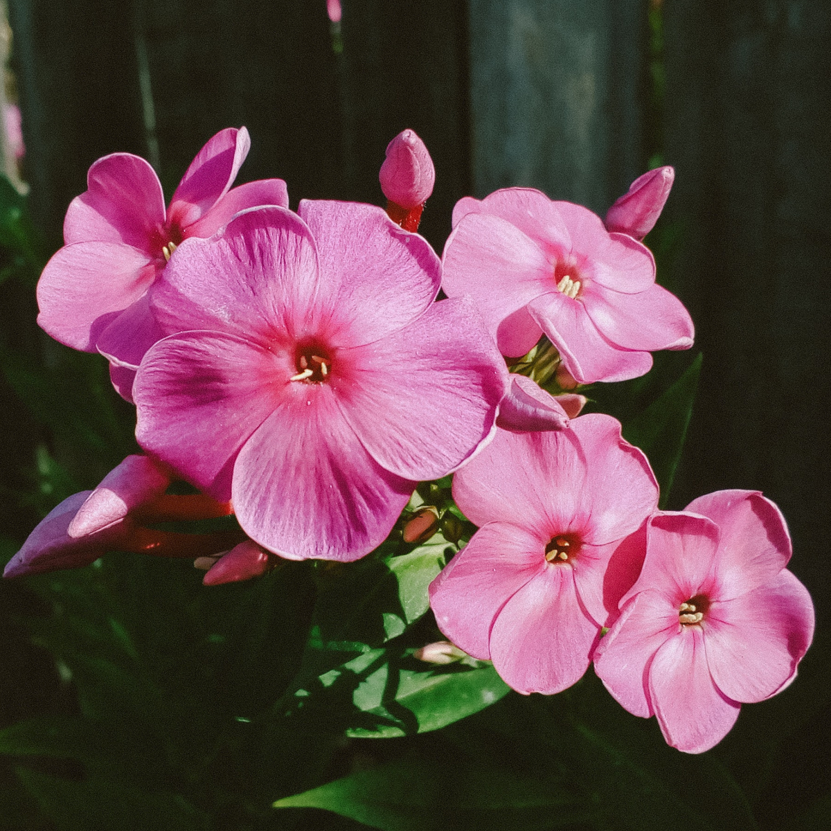 Phlox Flower Essence