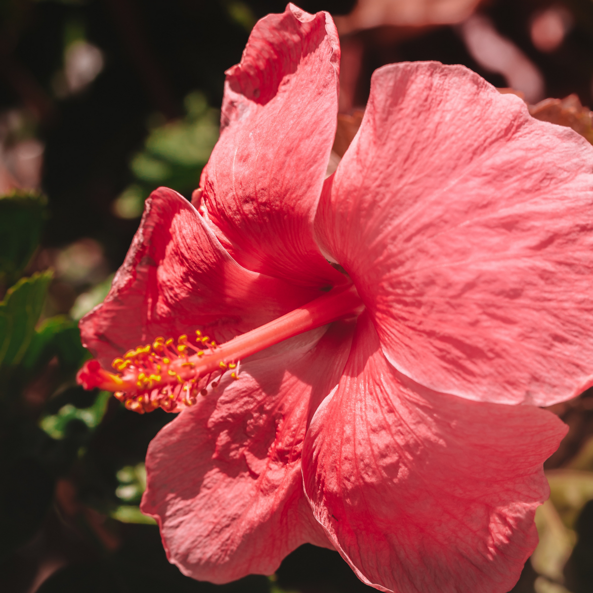 Pink Hibiscus Flower Essence