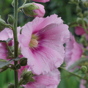 Pink Hollyhock Flower Essence