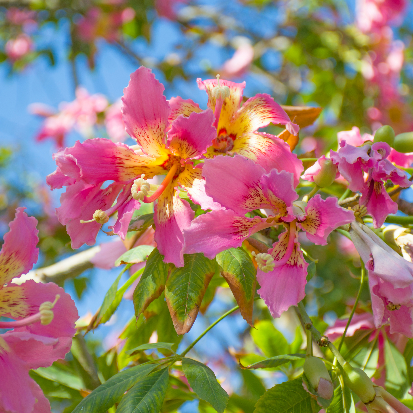 Pink Monkeyflower Flower Essence
