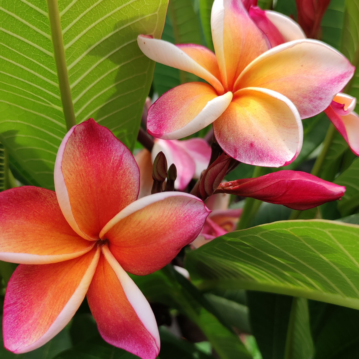 Pink Plumeria Flower Essence