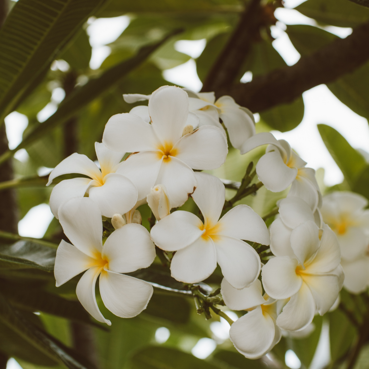 Plumeria Flower Essence