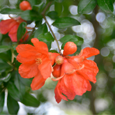 Pomegranate Flower Essence