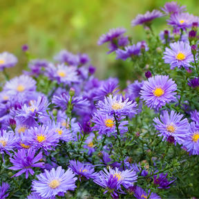 Purple Aster Flower Essence