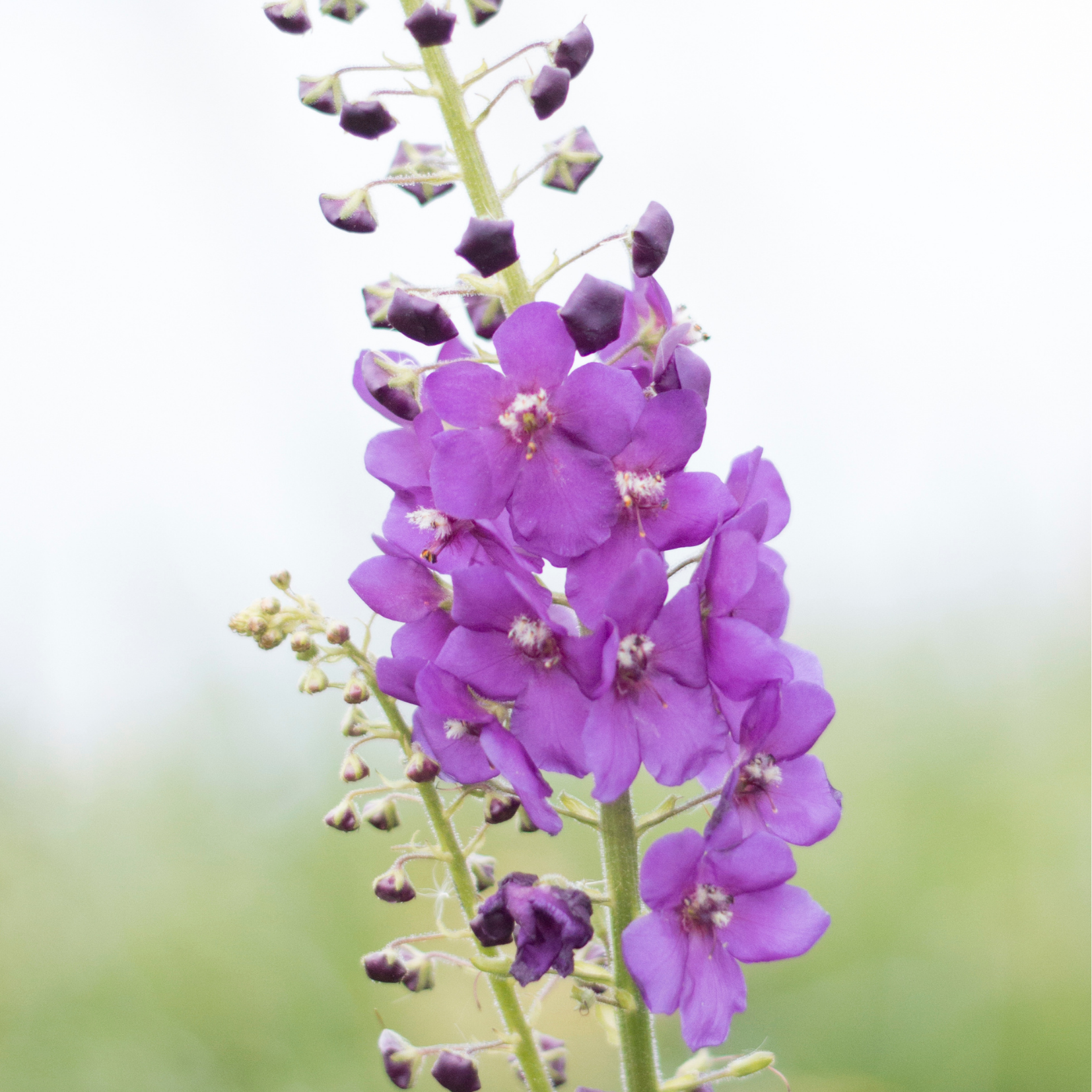 Purple Mullein Flower Essence
