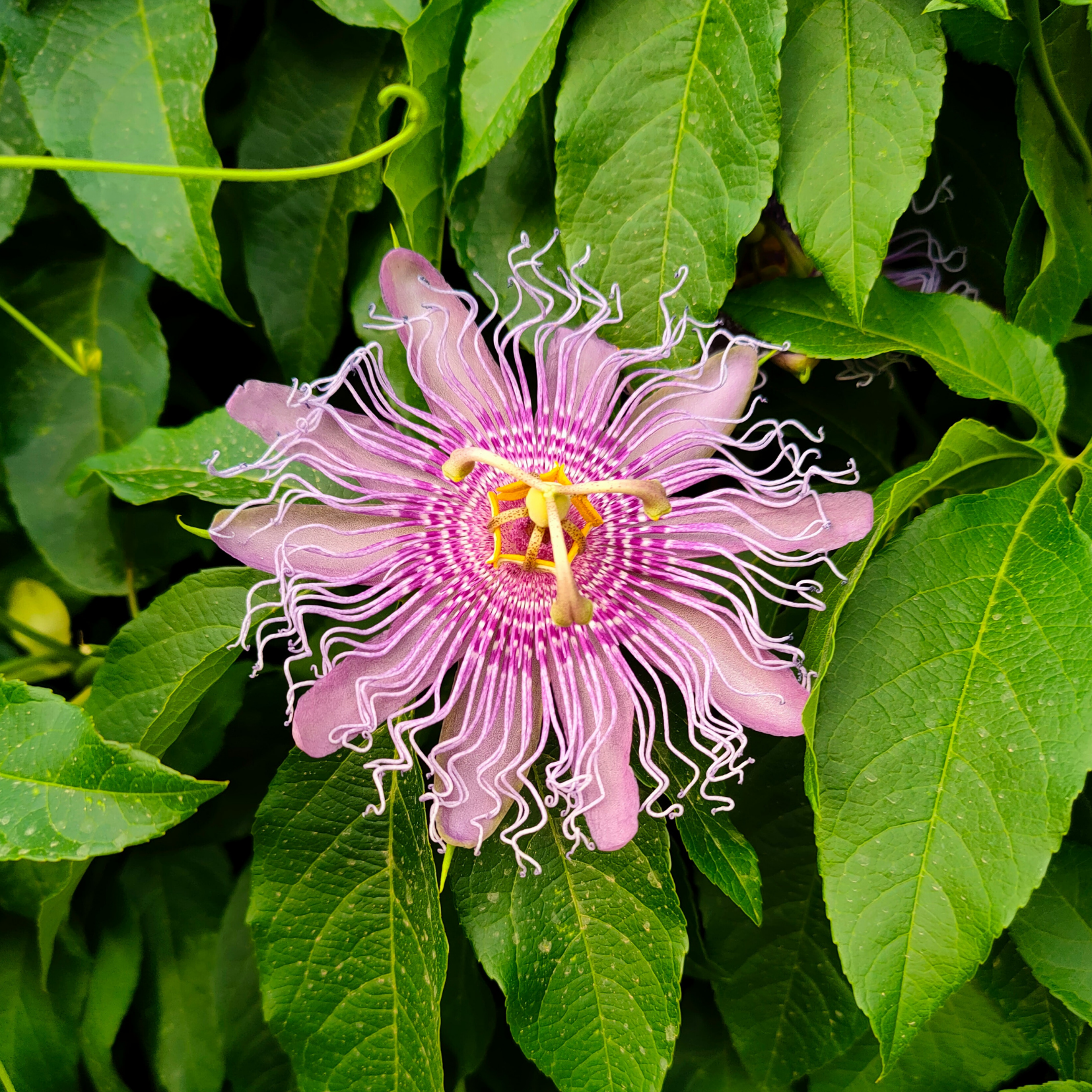 Purple Passionflower Flower Essence
