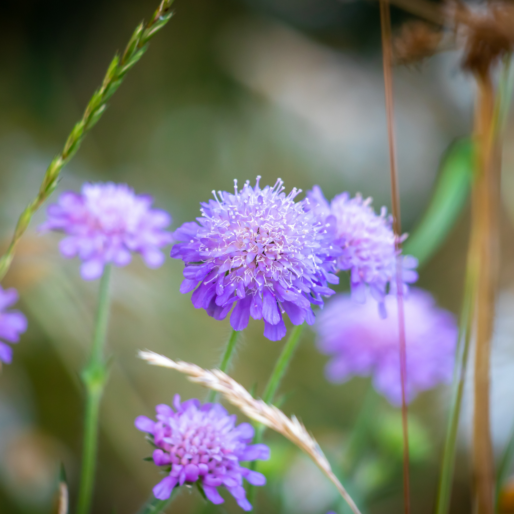 Scabiosa Flower Essence