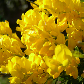 Scotch Broom Flower Essence