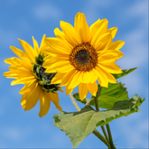 Sunflower Flower Essence