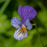 Viola Flower Essence