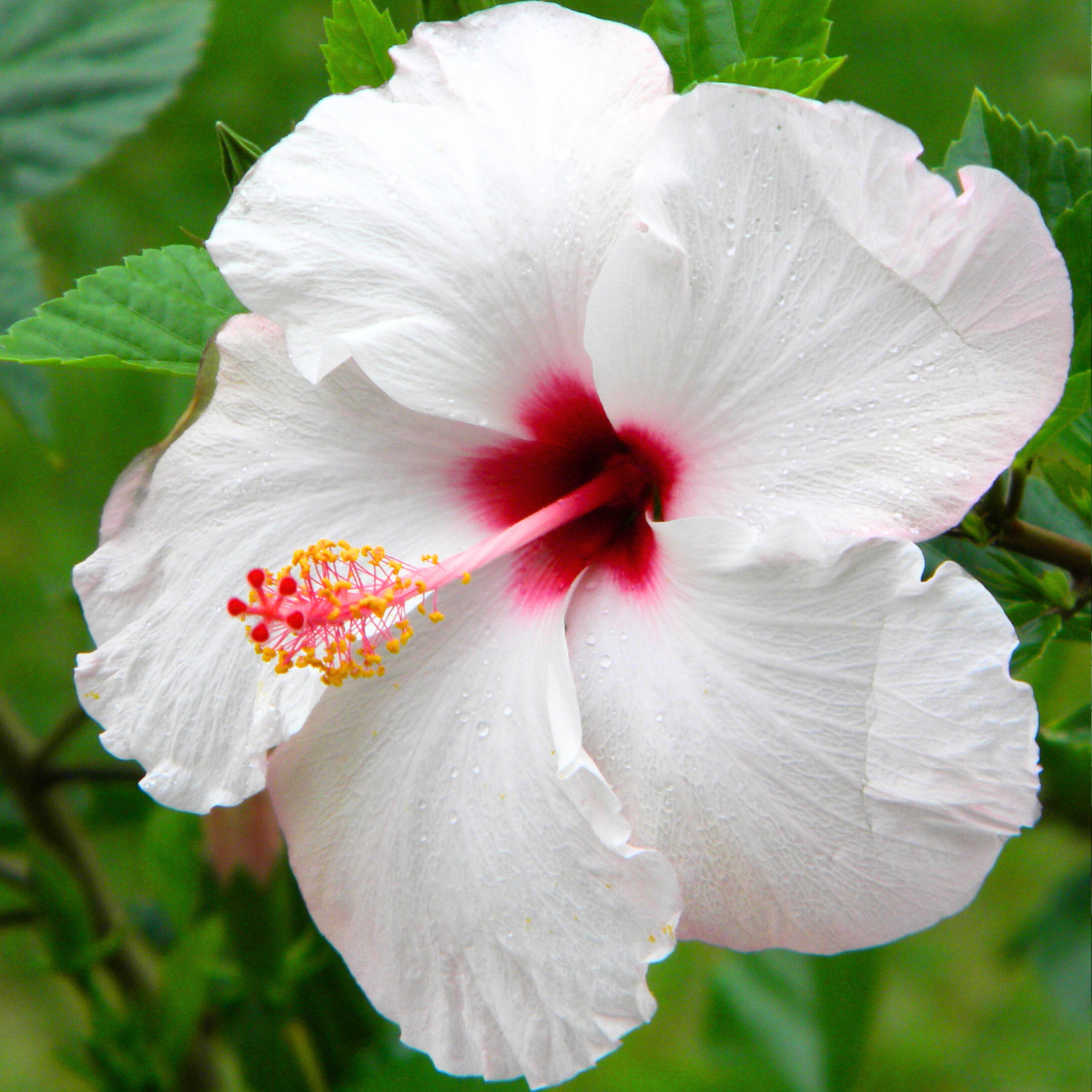 White Hibiscus Flower Essence