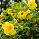 Yellow Monkey Flower Essence