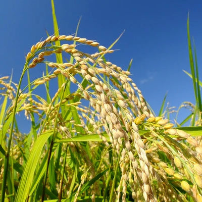Rice plants against a clear blue sky
