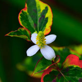 Chameleon Flower Essence