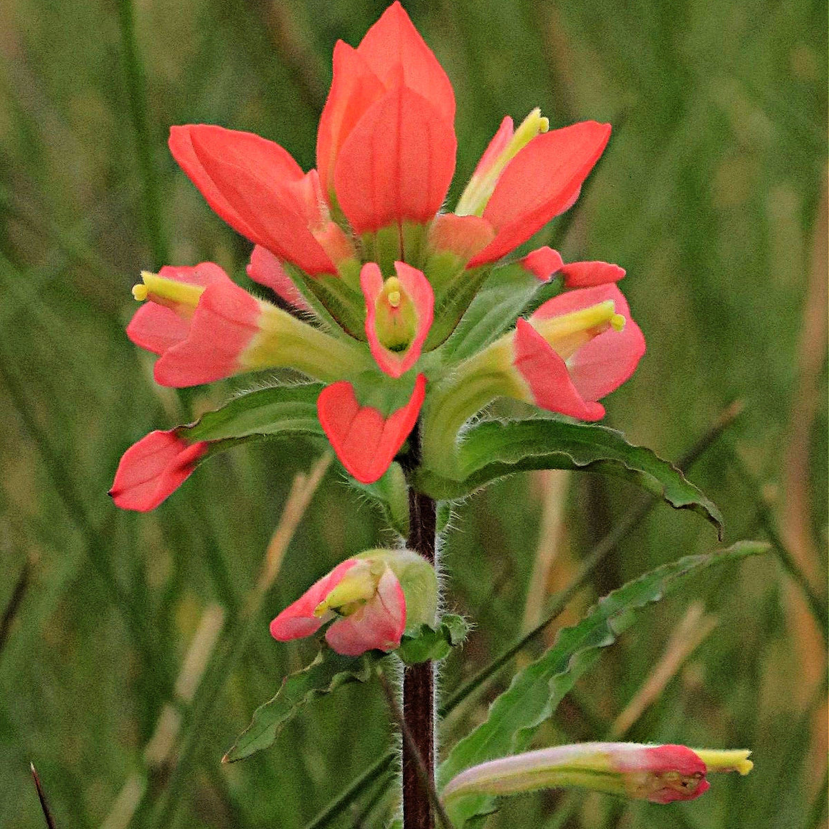 Close-up of a cluster of red flowers with green leaves against a blurred green background